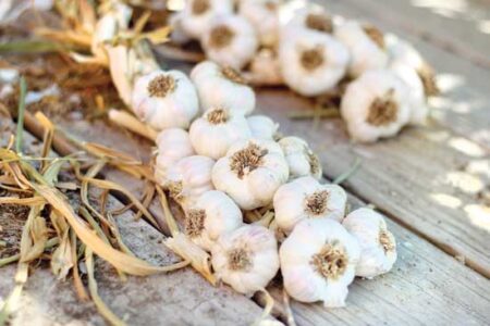 How to Braid Garlic Image